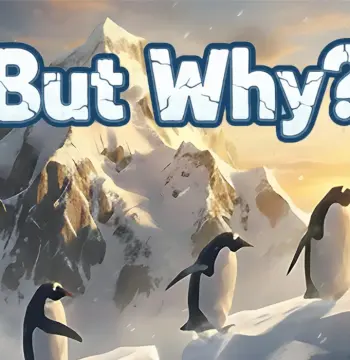 But Why? PC Steam CD Key