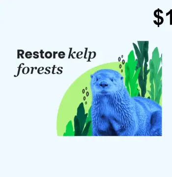 Dots.eco - Restore Kelp Forests USD 1 Gift Card US