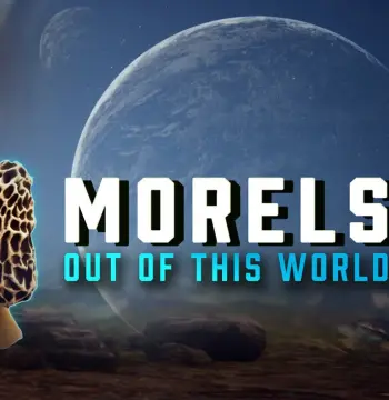 Morels: Out of this World PC Steam CD Key