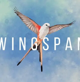 Wingspan Steam Altergift