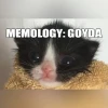MEMOLOGY: GOYDA EU PC Steam CD Key