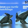 Save a sea-turtle hatchling $5 Gift Card US