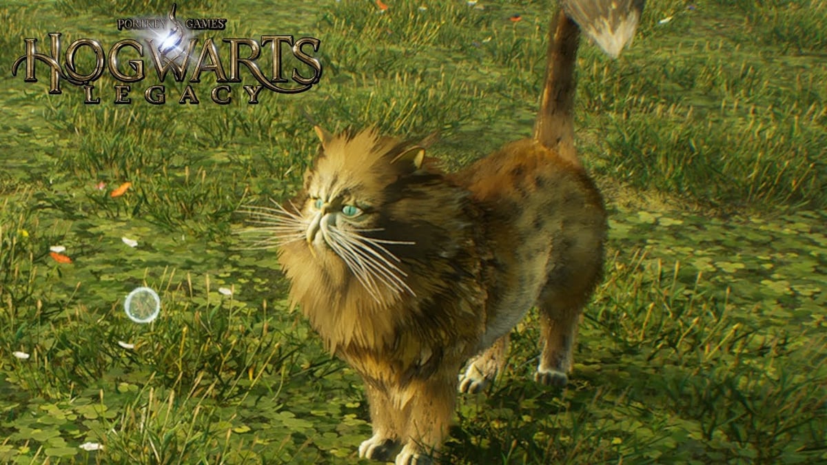 TuniGamers – Kneazle Hogwarts Legacy : Où trouver des fléreurs ?