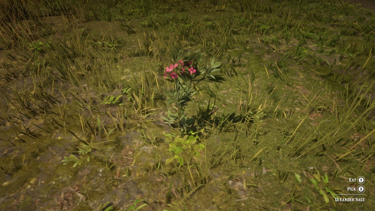 TuniGamers – Laurier rose Red Dead Redemption 2 : Où trouver ce matériau pour fabriquer un couteau de lancer empoisonné ?