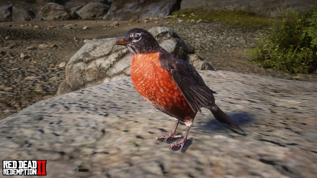 TuniGamers – Merle d&rsquo;Amérique Red Dead Redemption 2 : Où trouver ce petit oiseau ?