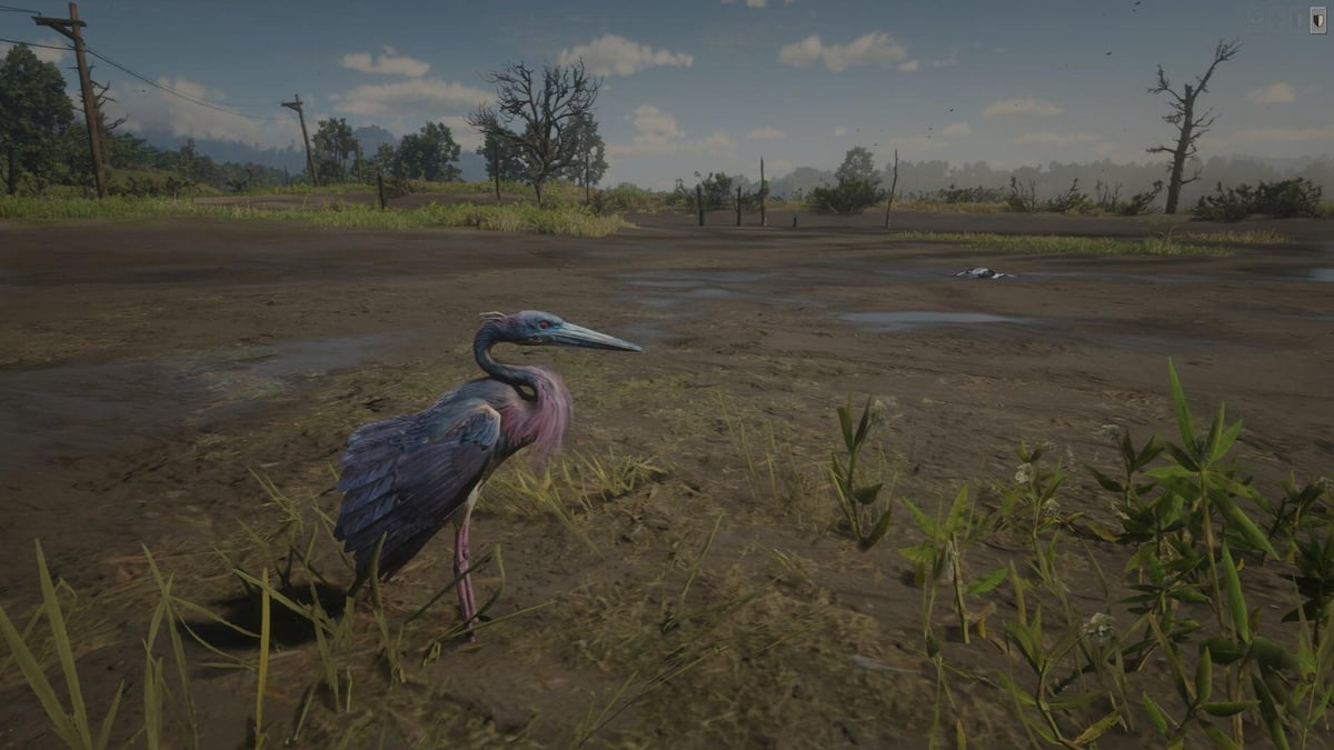 TuniGamers – Héron tricolore Red Dead Redemption 2 : Où chasser cet oiseau ?